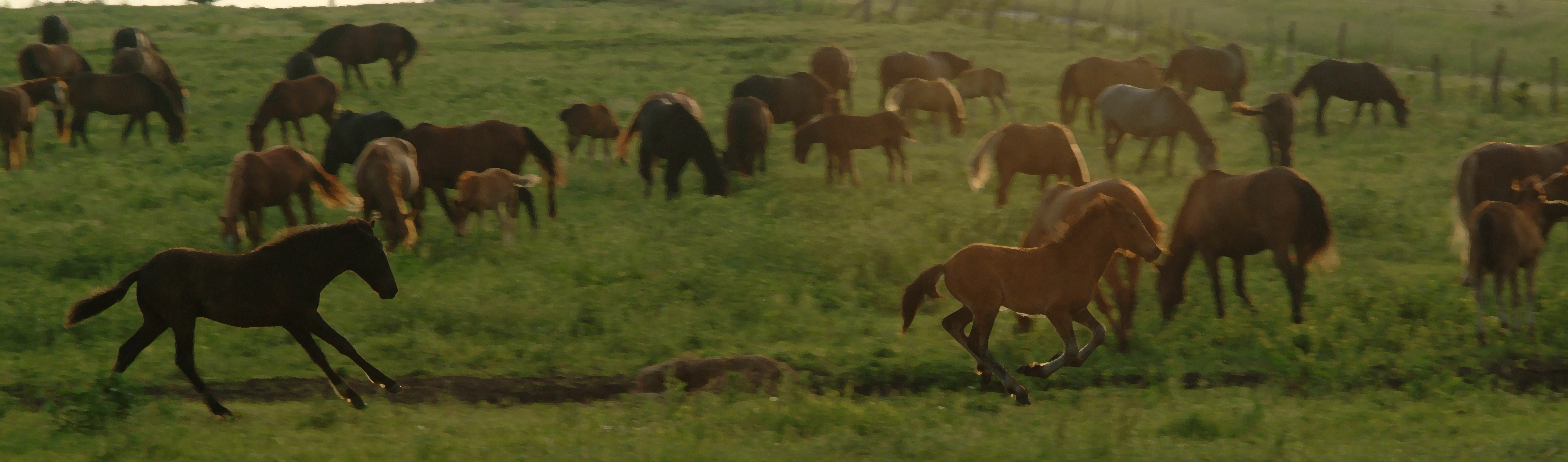 Circle S Mustangs